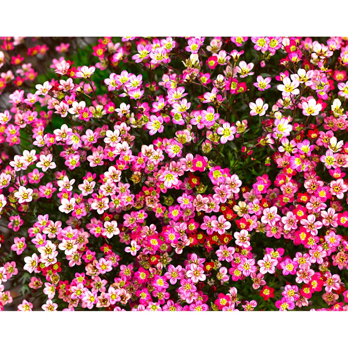Plantiflor Steingartenstauden im Topf Durchmesser 13 cm