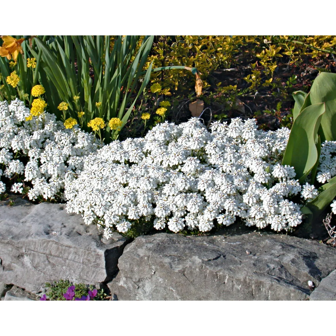 Plantiflor Steingartenstauden im Topf Durchmesser 13 cm
