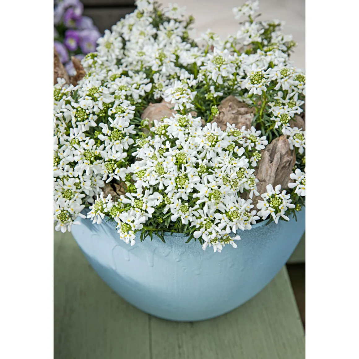 Plantiflor Steingartenstauden im Topf Durchmesser 13 cm