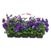 Plantiflor Stiefmütterchen 10er-Pack