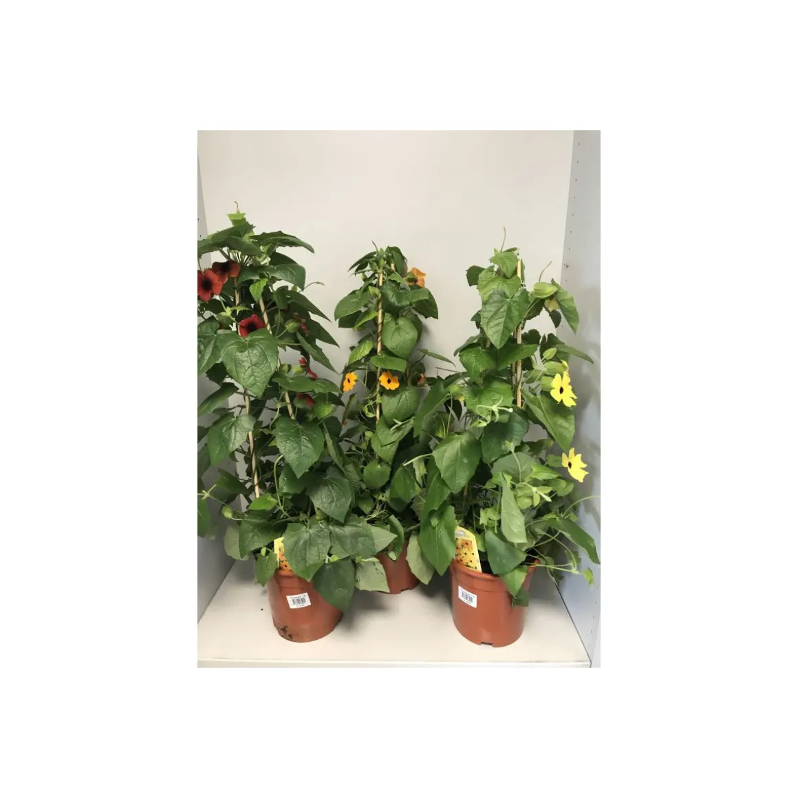 Plantiflor Thunberigen Pyramide verschiedene Farben T19