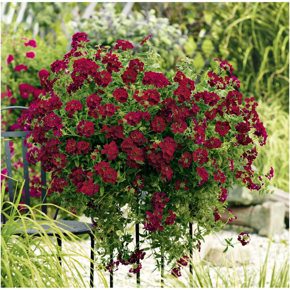 Plantiflor Verbene Temari weiß und rosa/rot T10,5