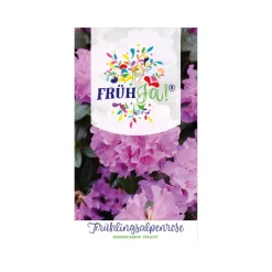 Plantiflor Vor-Frühlings-Alpenrose Praecox Topf Durchmesser 23 cm