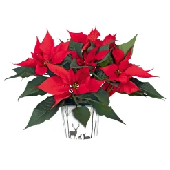 Plantiflor Weihnachtsstern Euphorbia pulcherrima ca 35 cm