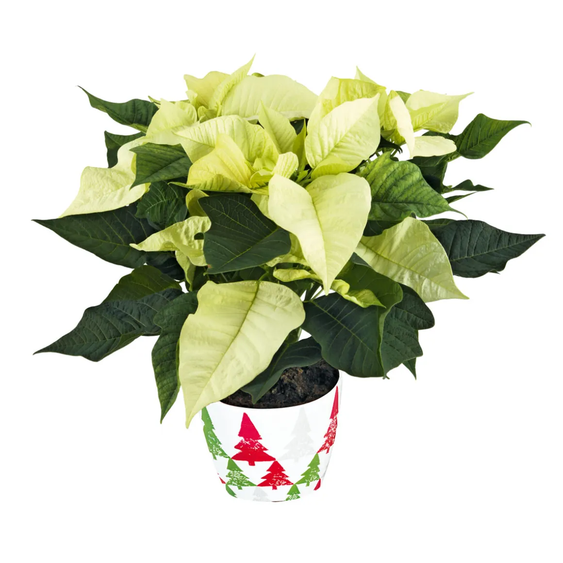 Plantiflor Weihnachtsstern Euphorbia pulcherrima ca 35 cm