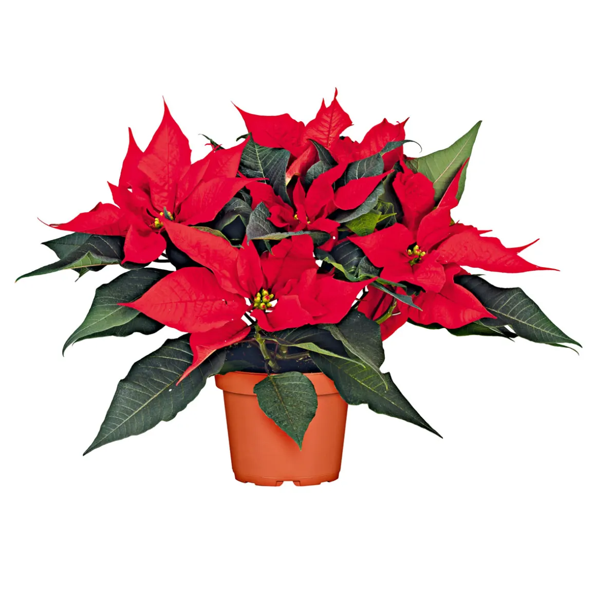 Plantiflor Weihnachtsstern Euphorbia pulcherrima ca 35 cm