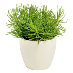 Plantiflor ZGRÜ Senecio Himalaya T12 15-20 cm