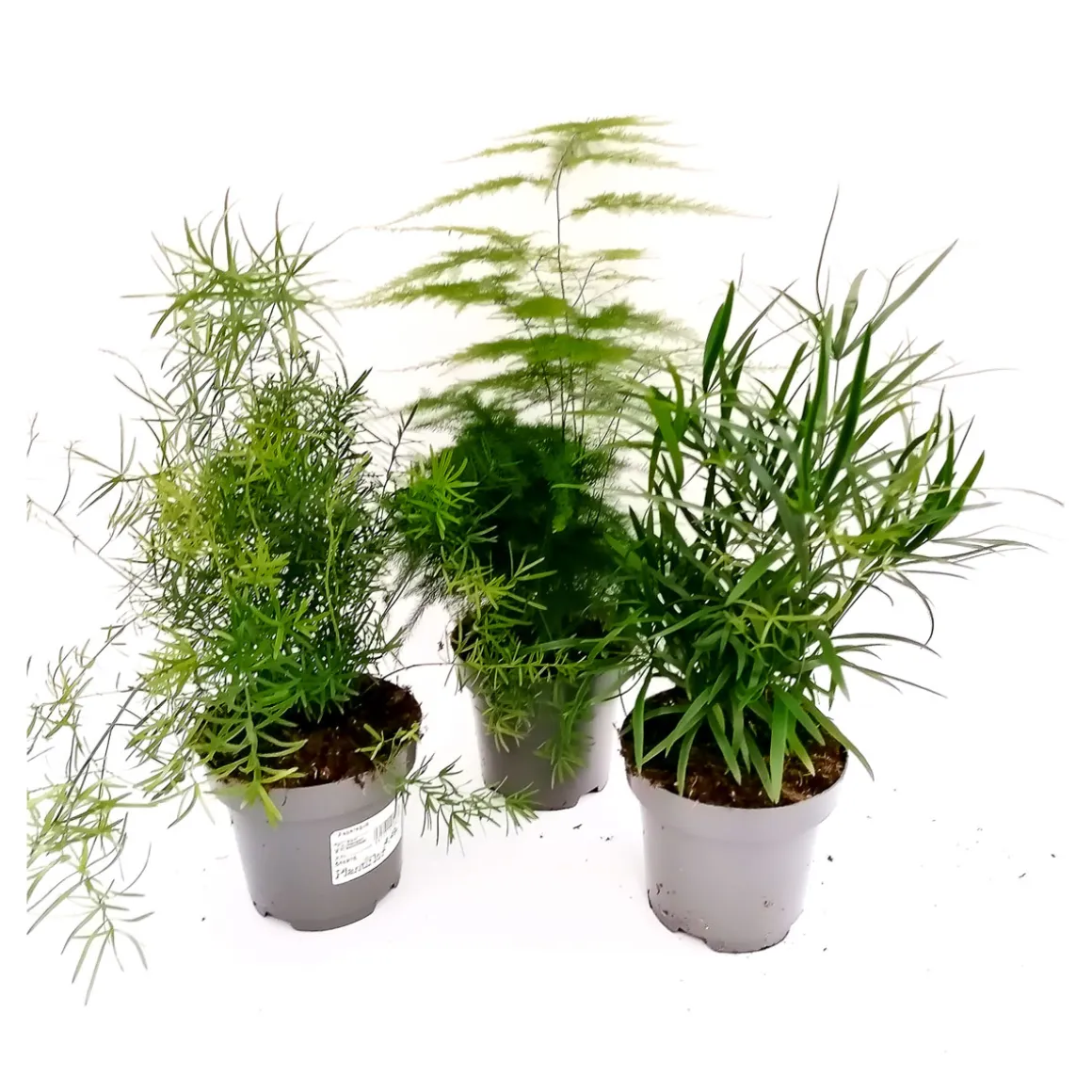 Plantiflor Zierspargel-Mix T12