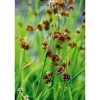 Plantiflor Zwergbinse verschiedne Sorten Topf Durchmesser 9 cm