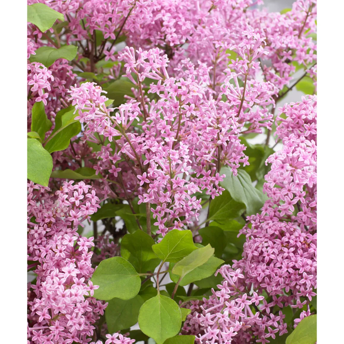 Plantiflor Zwergflieder Flowerfesta Pink Topf Durchmesser 20 cm