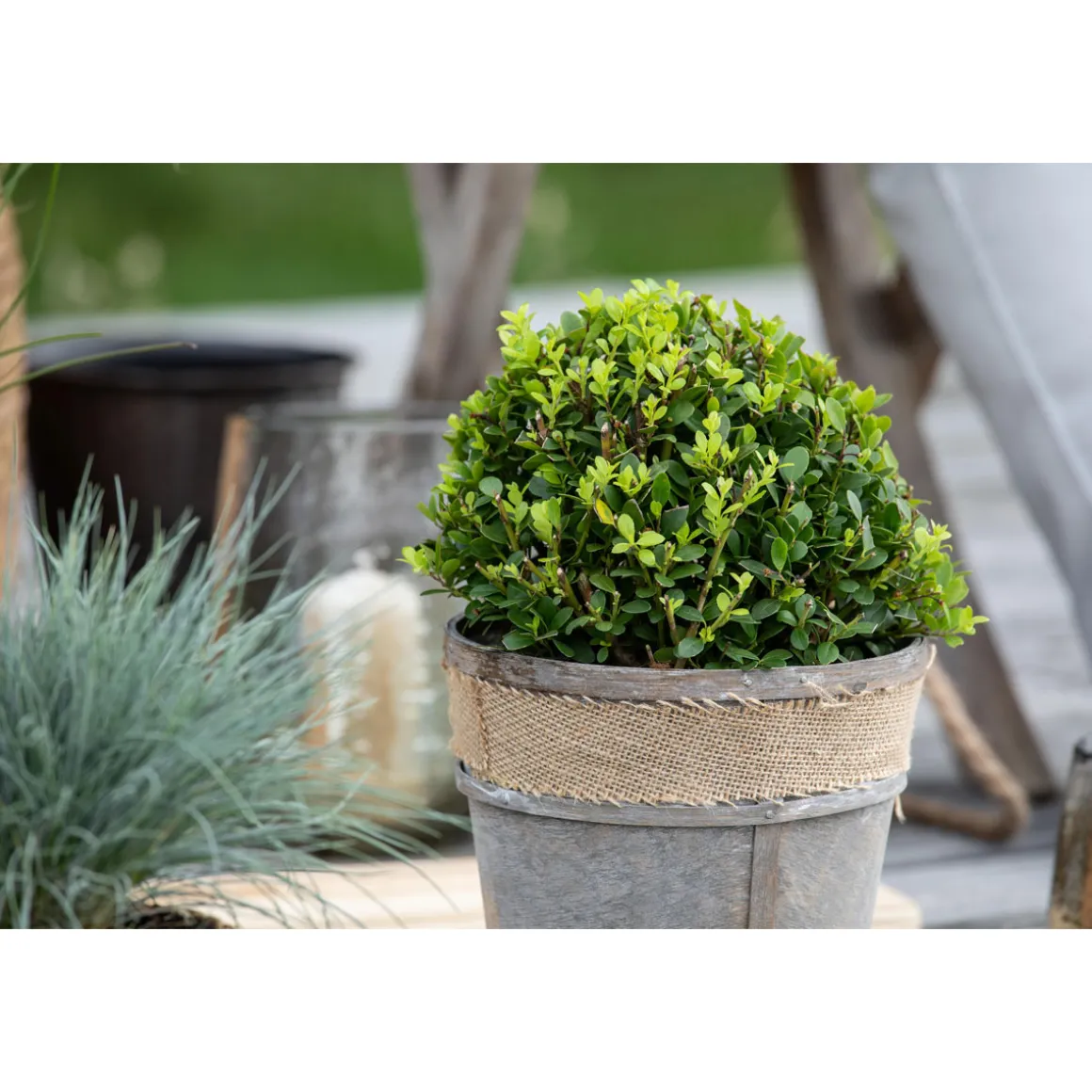 Plantiflor Amerikanische Stechpalme Kleiner Pirate Topf Durchmesser 19 cm