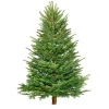 Plantiflor BIO Nordmanntanne 150-190 cm