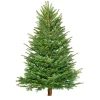 Plantiflor BIO Nordmanntanne 200-250 cm