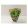 Plantiflor Bio-Basilikum T12