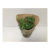 Plantiflor Bio-Petersilie glatt T14