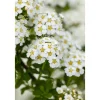 Plantiflor Brautspiere Topf Durchmesser 19 cm