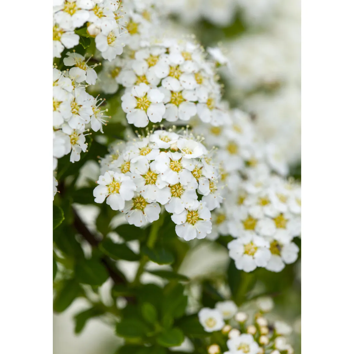 Plantiflor Brautspiere Topf Durchmesser 19 cm