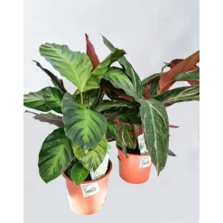 Plantiflor Calanthae-Mix T17