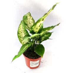 Plantiflor Dieffenbachie Compacta 35 cm T12