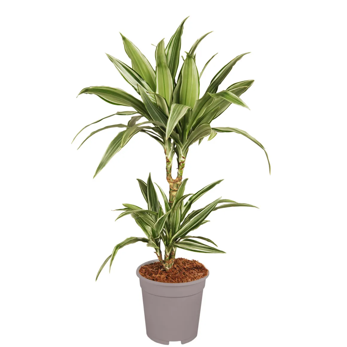 Plantiflor Drachenbaum in Sorten 60-75 cm T17