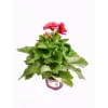 Plantiflor Edelgeranie Lila T12