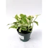 Plantiflor Efeutute Joy 15-20 cm T12