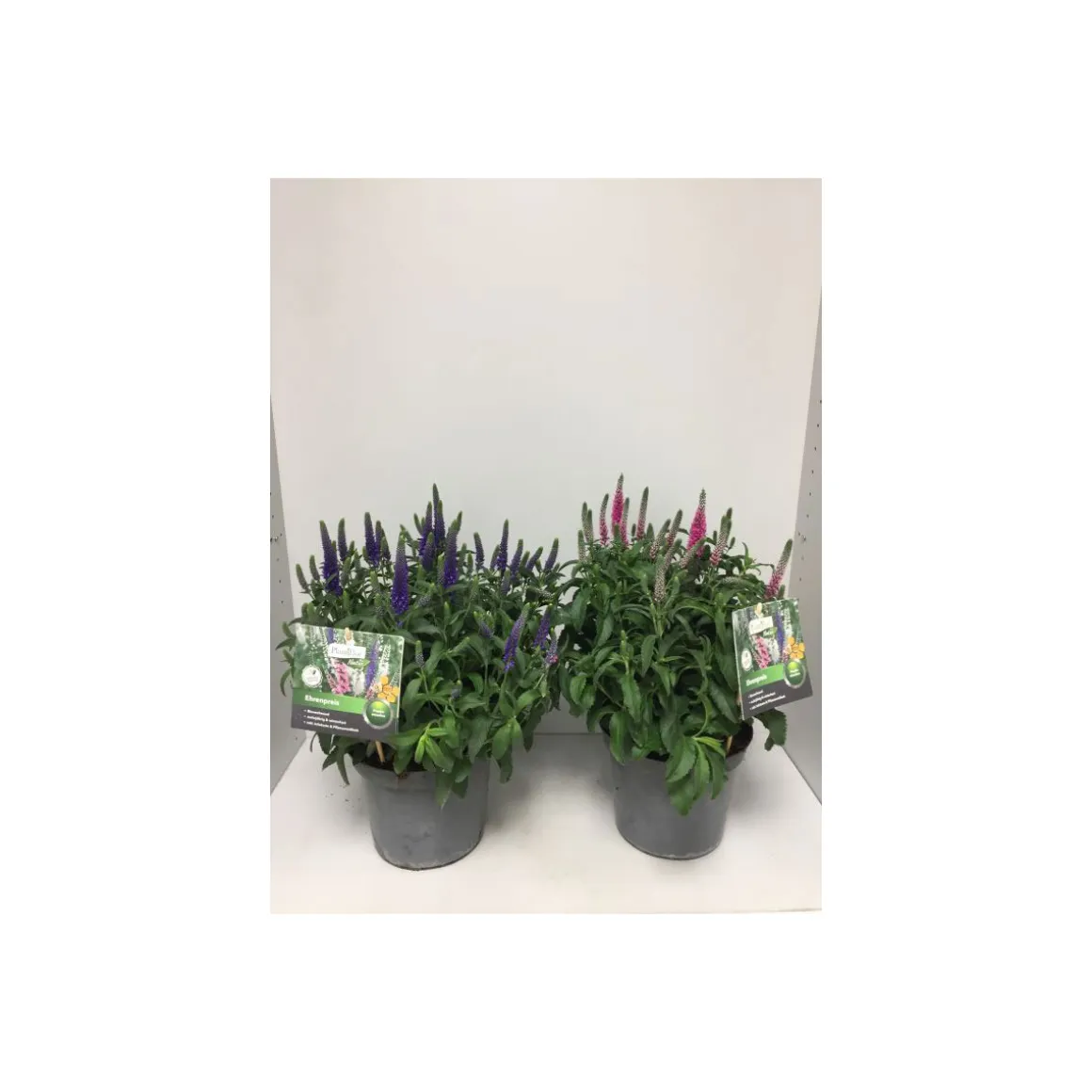 Plantiflor Ehrenpreis verschiedene Farben Topf Durchmesser 19 cm