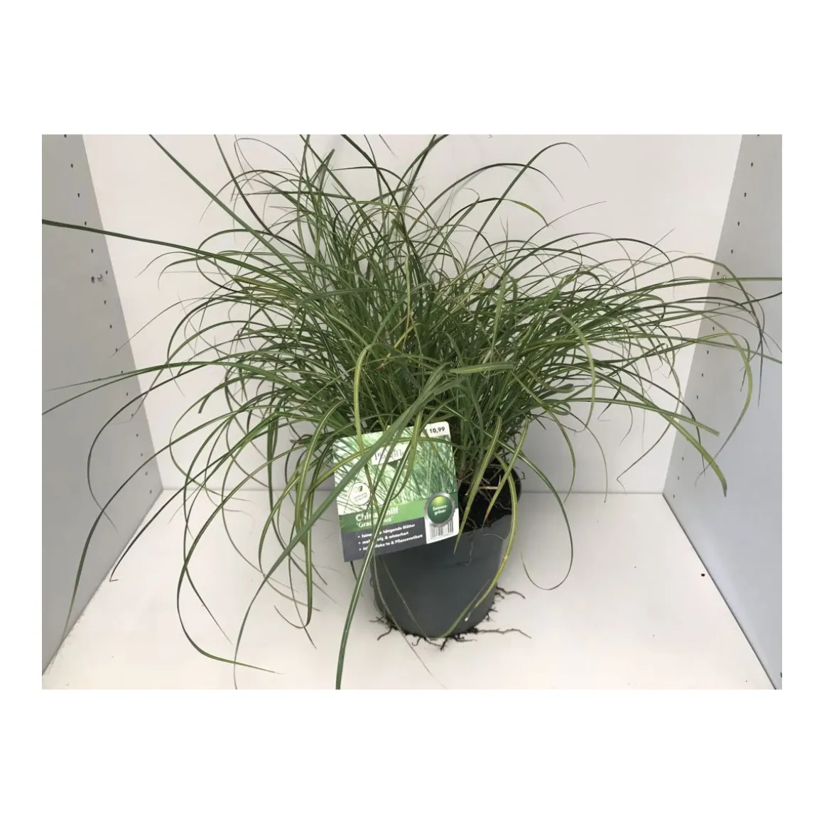Plantiflor Feinhalm Chinaschilf Gracillimus T19