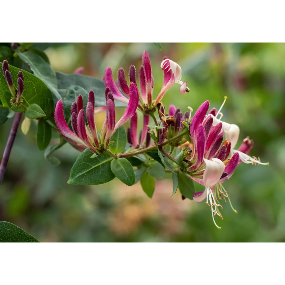 Plantiflor Feuer-Geißschlinge Topf Durchmesser 17 cm
