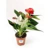 Plantiflor Flamingoblume rit 45-50 cm T14