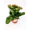 Plantiflor Flammendes Käthchen Calandiva T11