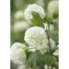 Plantiflor Gefüllter Schneeball Roseum Topf Durchmesser 19 cm