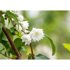 Plantiflor Gefüllter Sternchenstrauch Plena Topf Durchmesser 19 cm