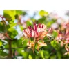 Plantiflor Geißblatt Goldflame Topf Durchmesser 17 cm