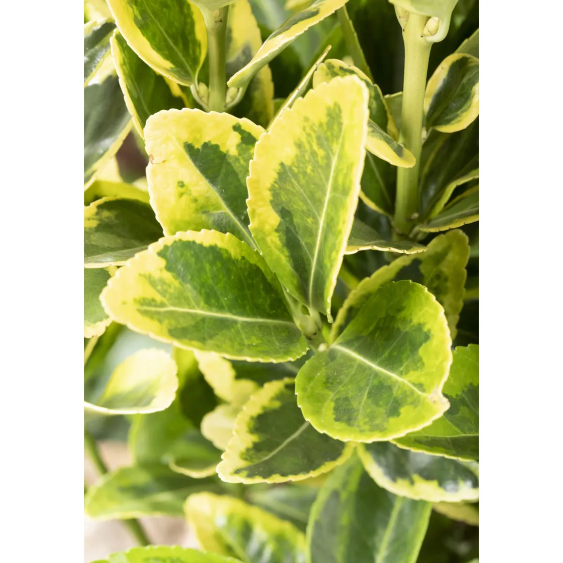 Plantiflor Gelbbunter Japanspindel Aureo-Marginatus Topf Durchmesser 15 cm