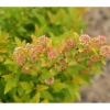 Plantiflor Gelbe Blasenspiere Proven Winners Tiny Win Gold Topf Durchmesser 19 cm