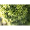 Plantiflor Gelbe Säuleneibe Fastigiata Aurea Topf Durchmesser 17 cm