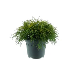 Plantiflor Gelbe Zwerg-Fadenzypresse Sungold Topf Durchmesser 23 cm