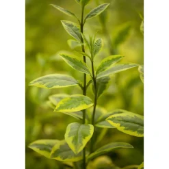 Plantiflor Gold-Liguster Aureum Topf Durchmesser 19 cm