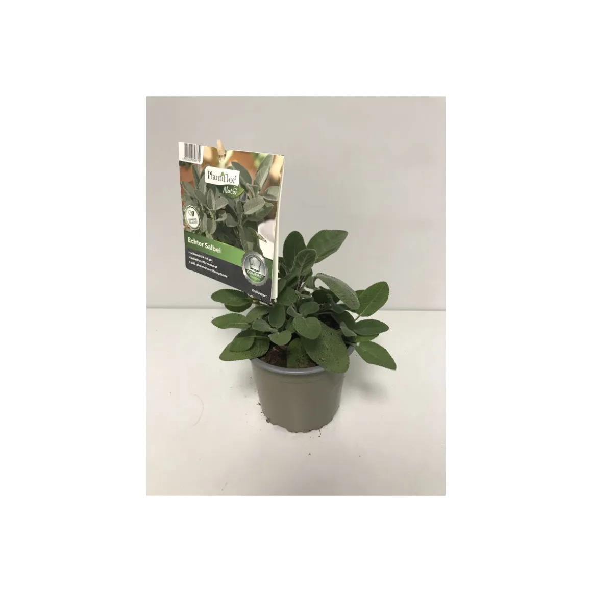 Plantiflor Gourmet Aroma-Salbei T12