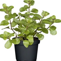 Plantiflor Gourmetkräuter Salatkräuter und Kräuterbutter Topf Durchmesser 13 cm