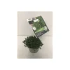 Plantiflor Gourmetkräuter Thymian Topf Durchmesser 12 cm