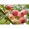Plantiflor Heidelbeere Pink Lemonade Topf Durchmesser 17 cm