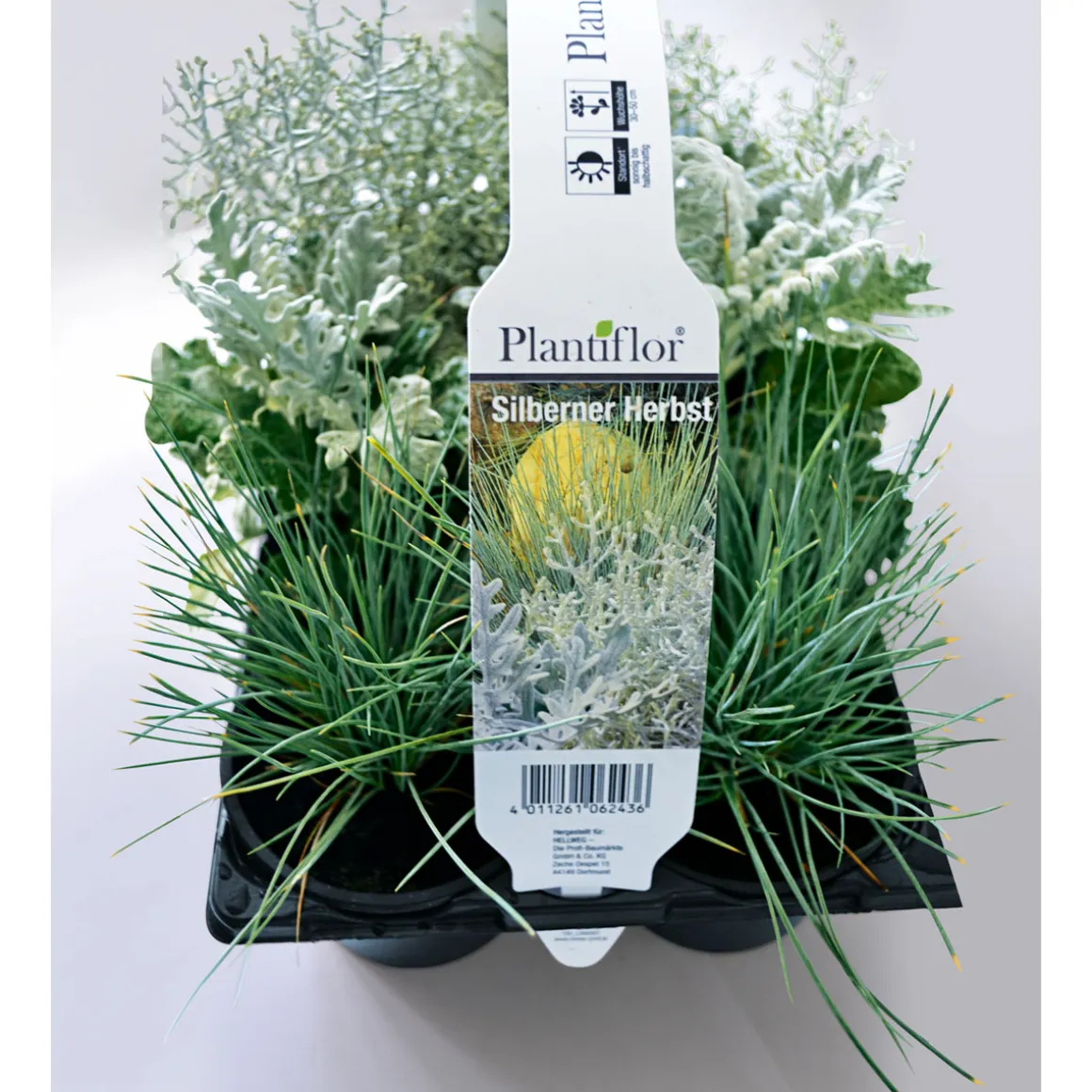 Plantiflor Herbstpflanzen Silberner Herbst 6er-Pack