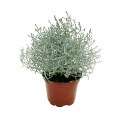 Plantiflor Herbstpflanzen Silberner Herbst 6er-Pack
