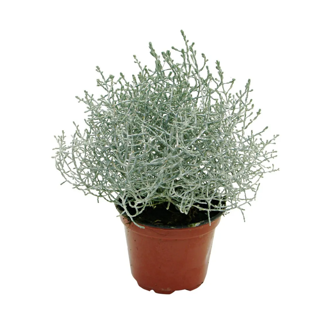 Plantiflor Herbstpflanzen Silberner Herbst 6er-Pack