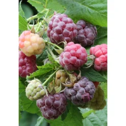 Plantiflor Himbeere Glen Coe Topf Durchmesser 17 cm