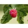 Plantiflor Himbeere Malling Promise Topf Durchmesser 17 cm