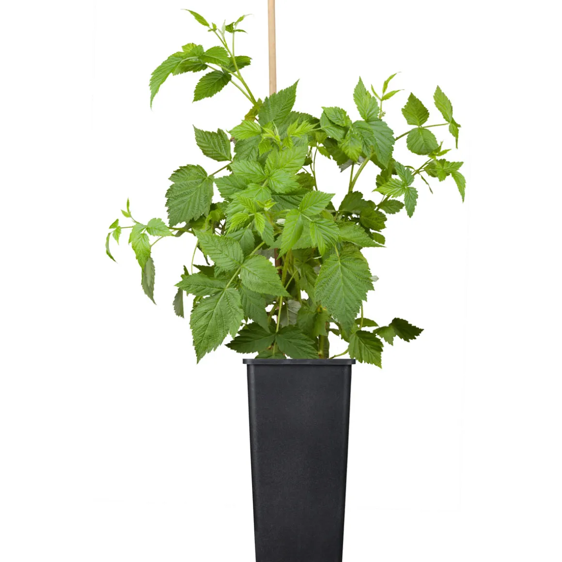 Plantiflor Himbeere Malling Promise Topf Durchmesser 17 cm