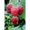 Plantiflor Himbeere Tulameen Topf Durchmesser 17 cm